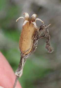 Image of Silene undulata subsp. undulata