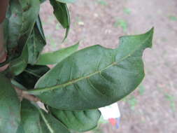 Psychotria mahonii C. H. Wright的圖片