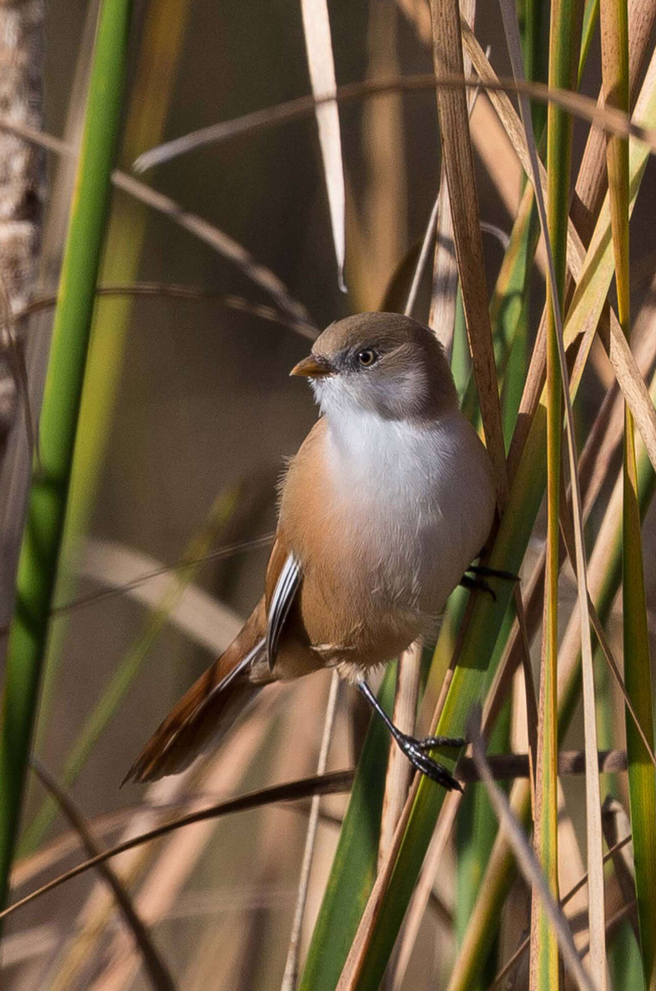 Sivun Panuridae kuva