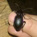 Carabus (Megodontus) violaceus picenus A. & G. B. Villa 1838 resmi