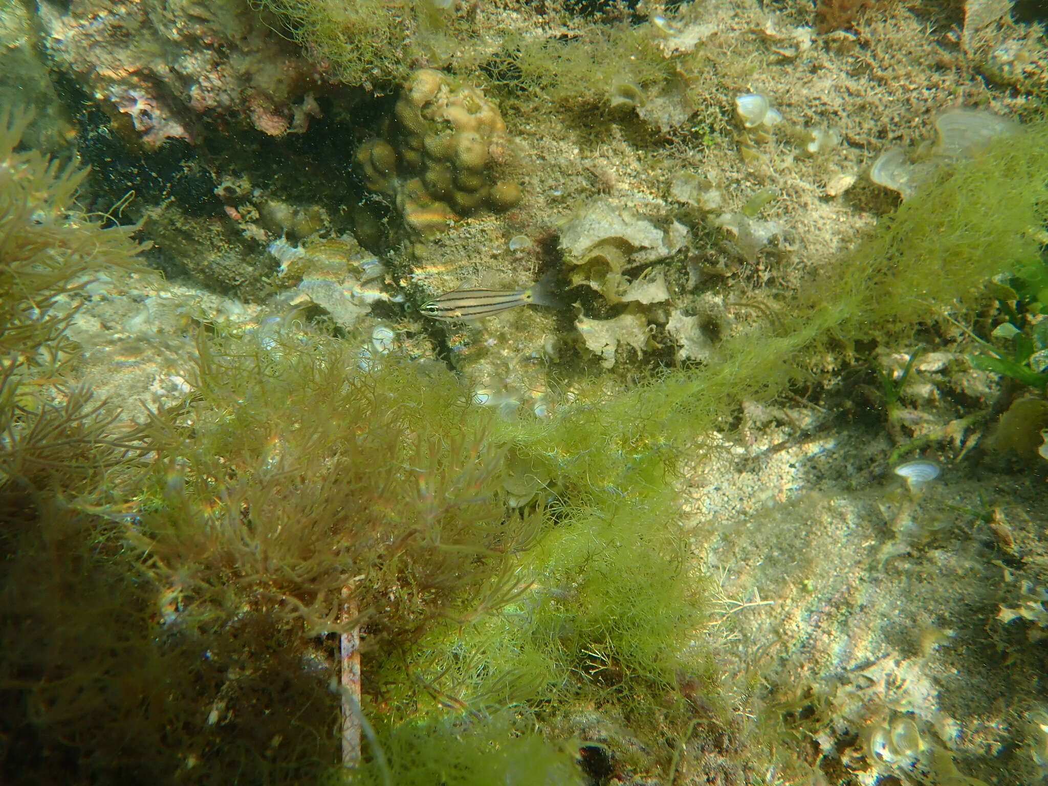 Image of Five-lined cardinalfish