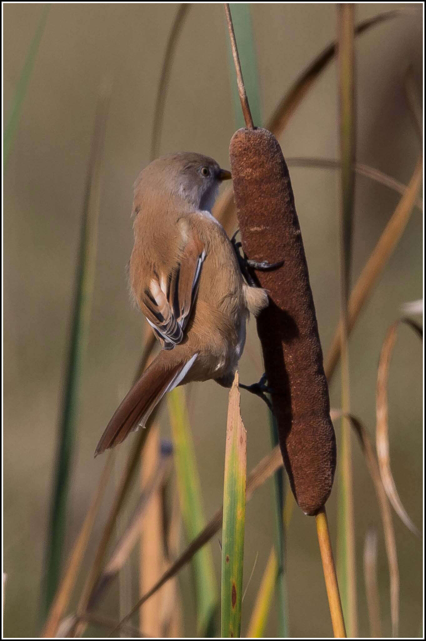 Sivun Panuridae kuva