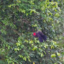 Image of Green Turaco