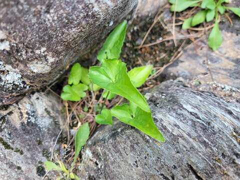 Imagem de Viola novae-angliae House