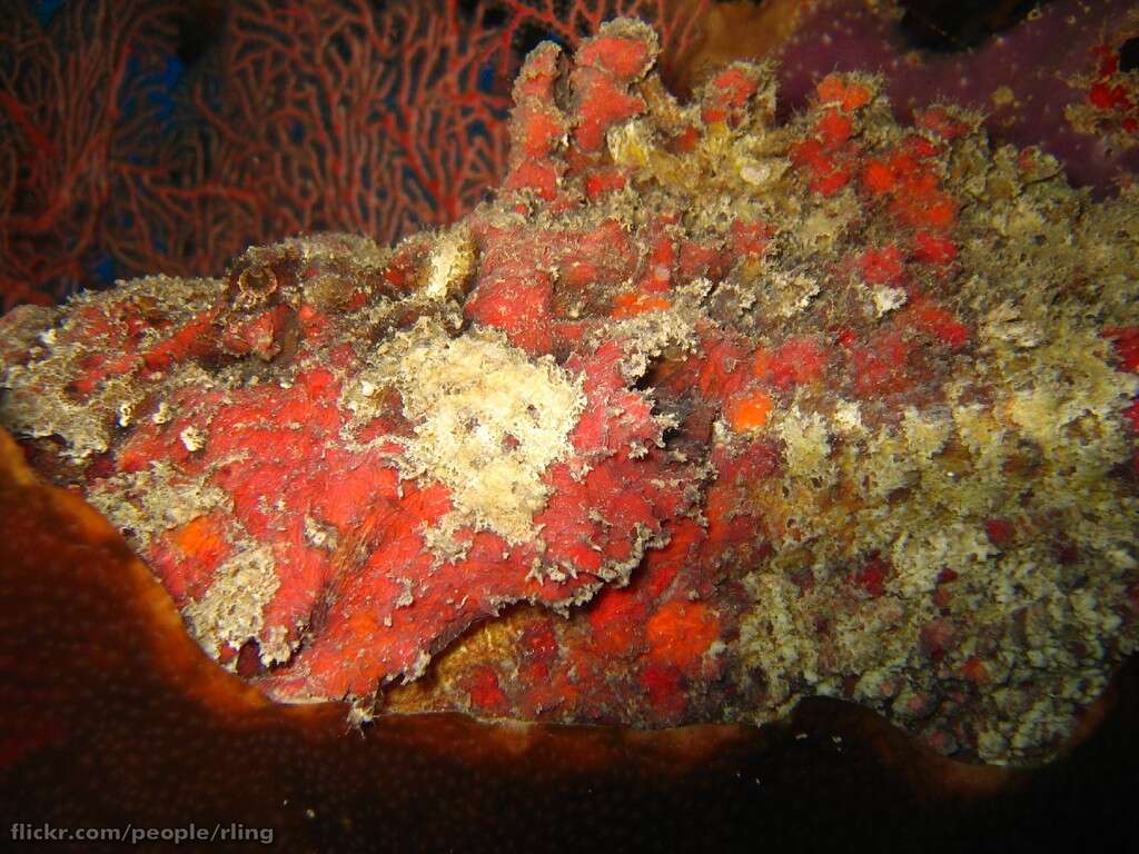 Image of Reef stonefish