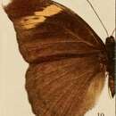 Image of Bebearia maximiana Staudinger 1891