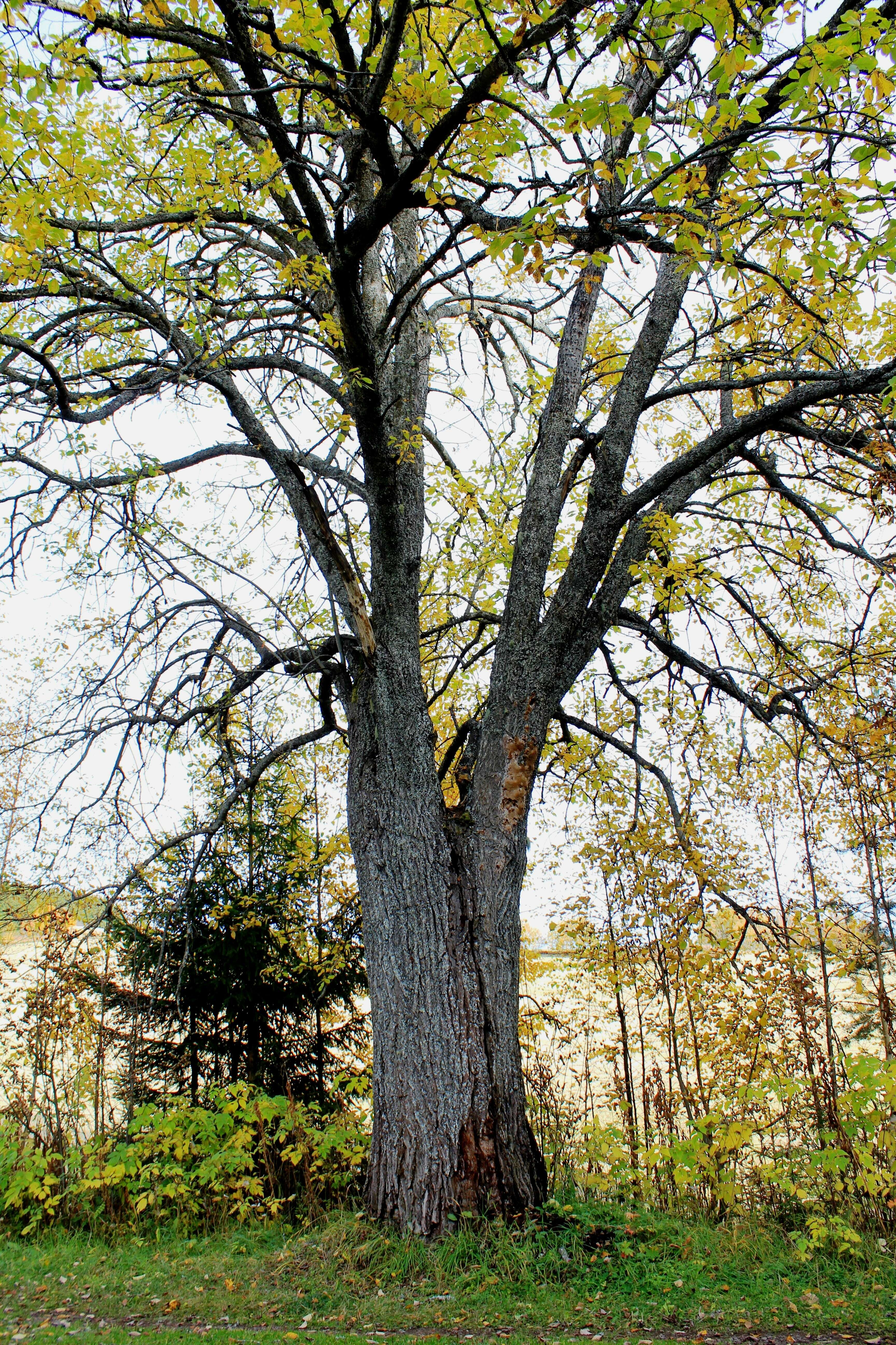 Image of goat willow