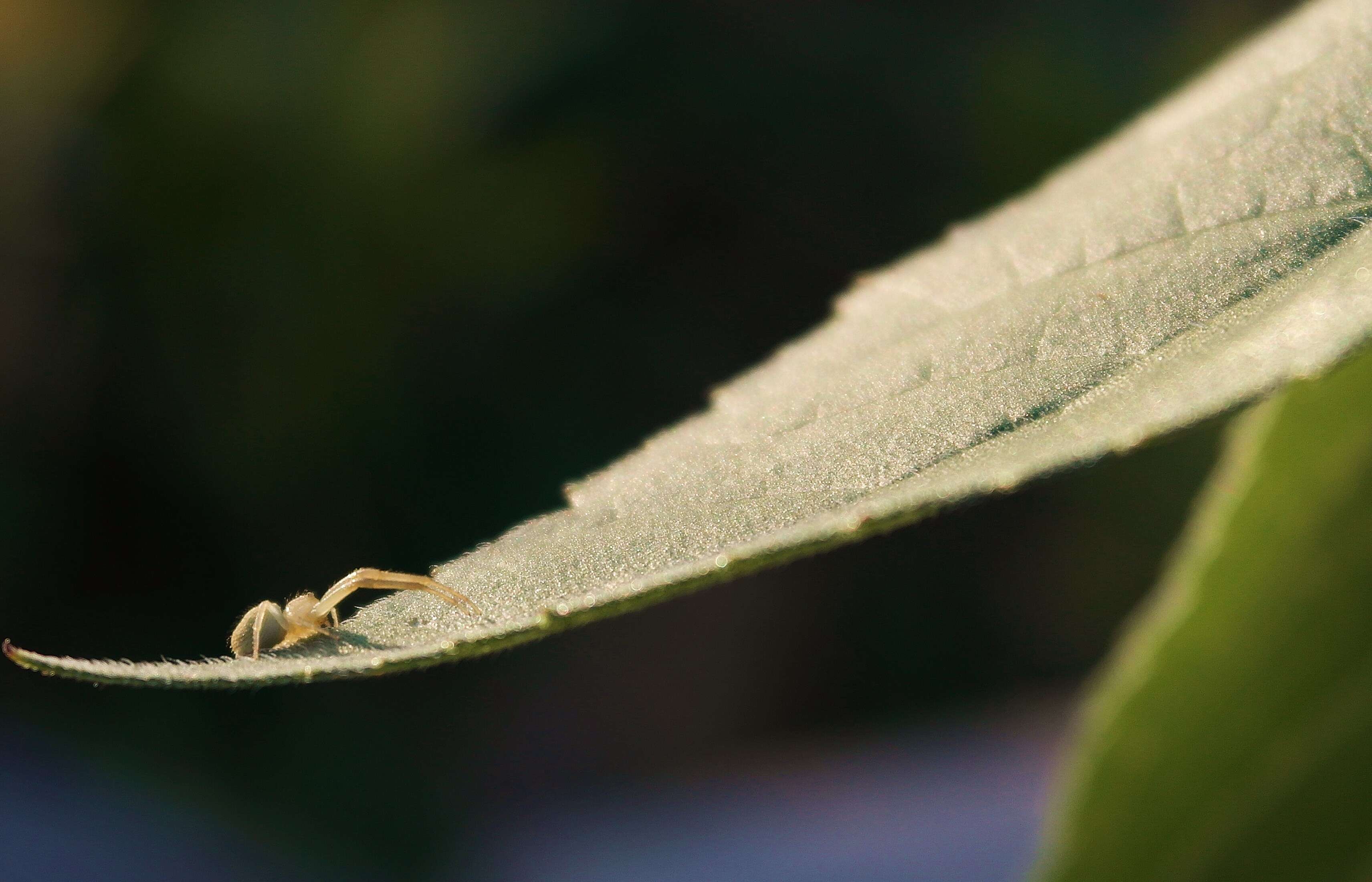 Image of Flower Crab Spiders