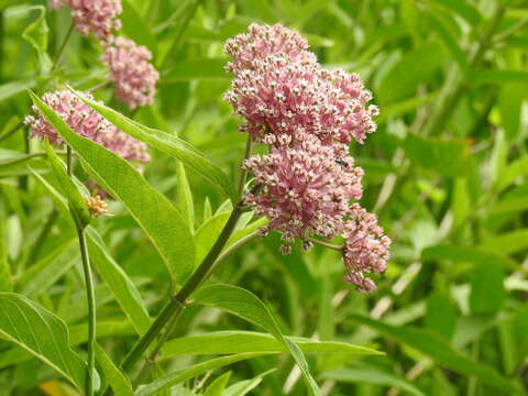 Sivun Asclepias incarnata subsp. incarnata kuva