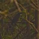 Image of Wayanad Laughingthrush