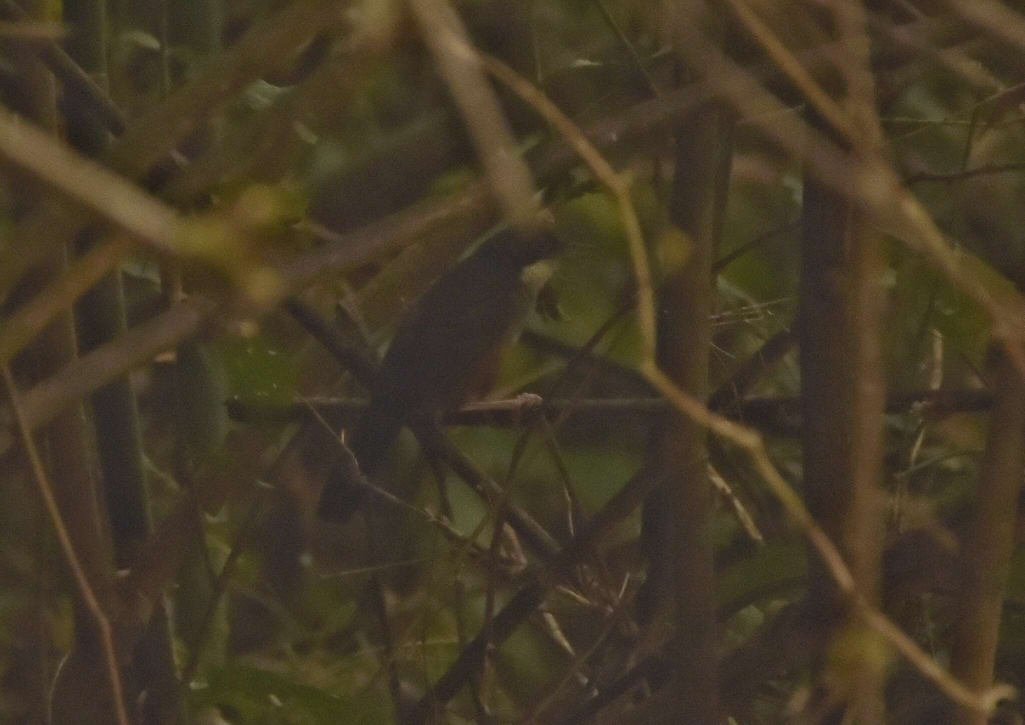 Image of Wayanad Laughingthrush