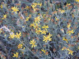 Image of hairy false goldenaster