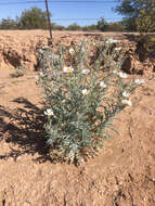 Image of Sonoran pricklypoppy