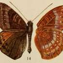 Euriphene rotundata Holland 1920的圖片