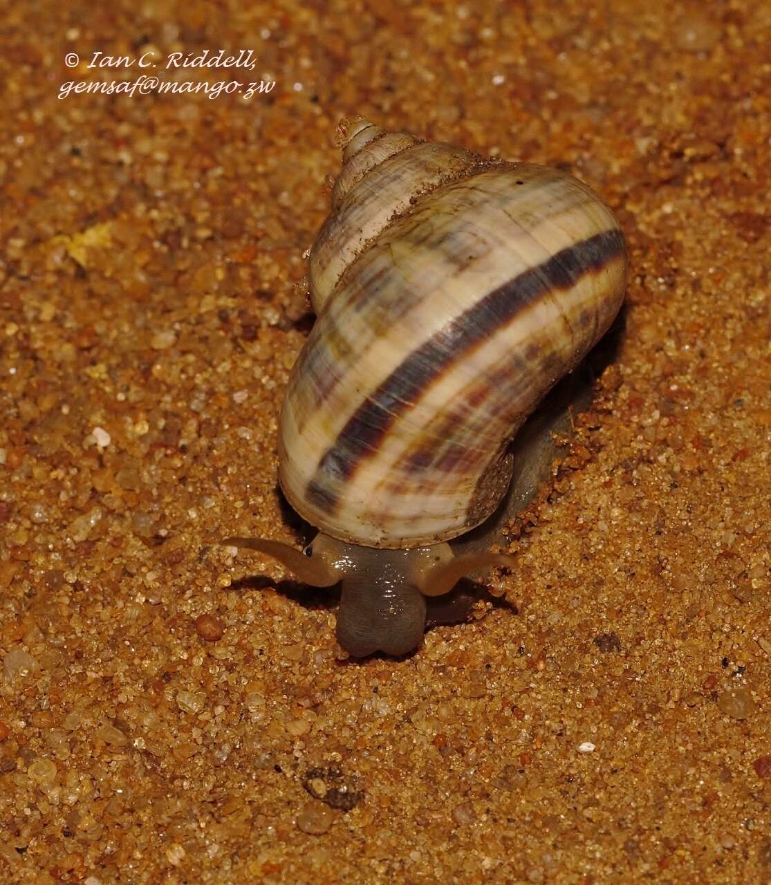 Image of Tropidophora anceps (E. von Martens 1878)