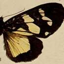 Image of Heraclia gruenbergi Wichgraf 1911