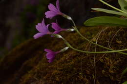 Plancia ëd Primula cusickiana var. maguirei (L. O. Williams) N. H. Holmgren & S. Kelso