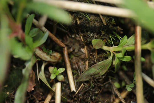 Image of dwarf willowherb