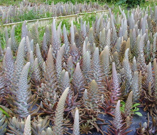 Image of Orostachys japonica A. Berger