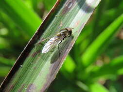 Image of Parasyrphus punctulatus (Verrall 1873)