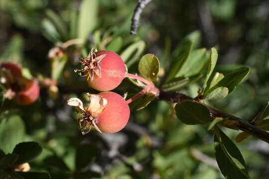 Image of wild crab apple