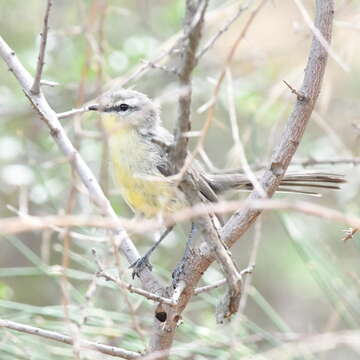 Image of Greater Wagtail-Tyrant