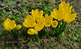 Image of winter daffodil