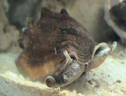 Image of Florida fighting conch