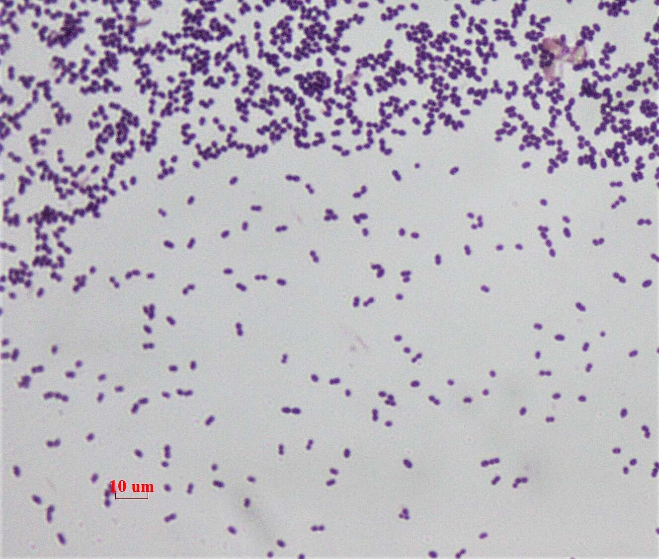 Sivun Enterococcaceae kuva