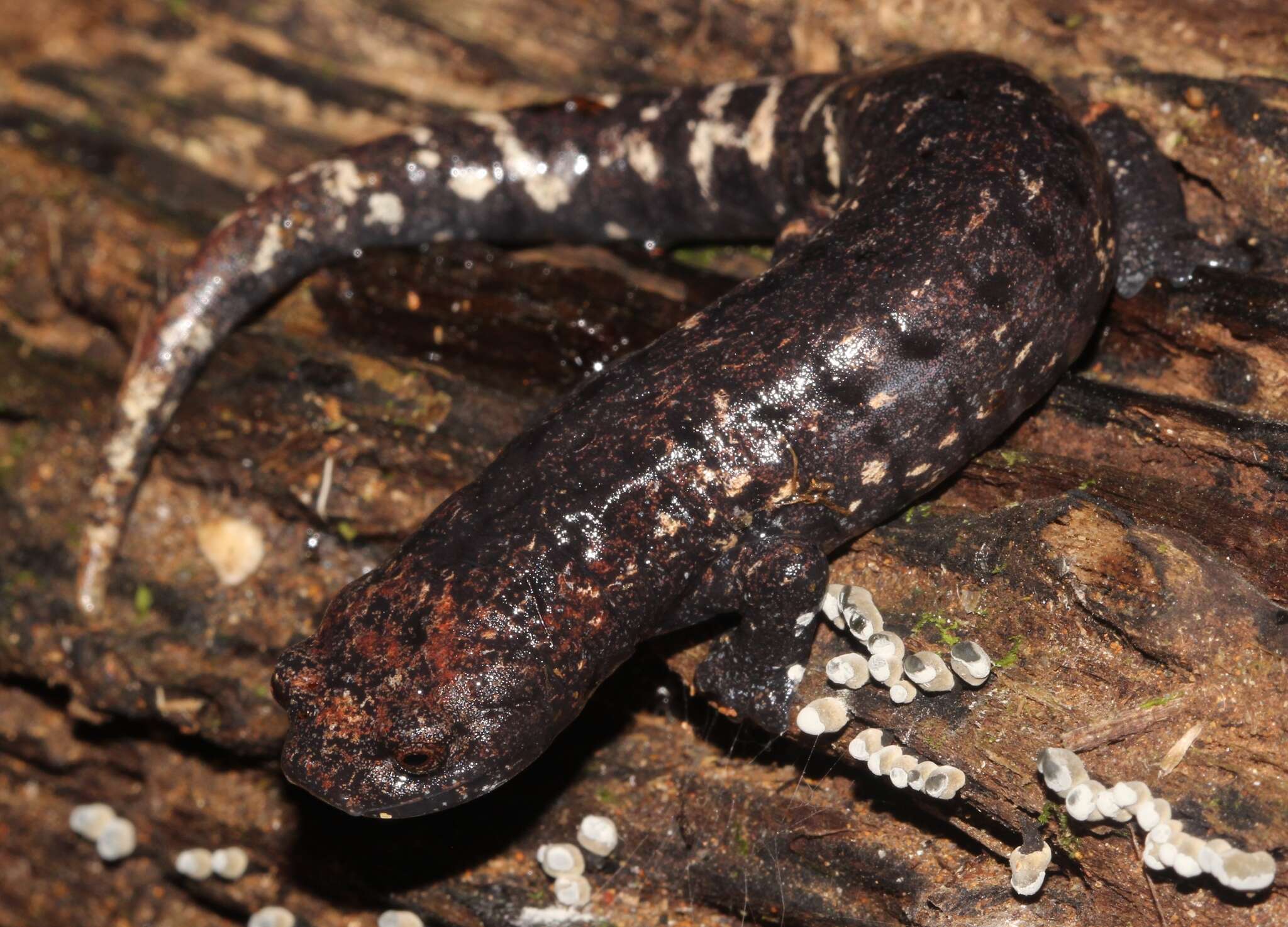 Imagem de Bolitoglossa dofleini (Werner 1903)