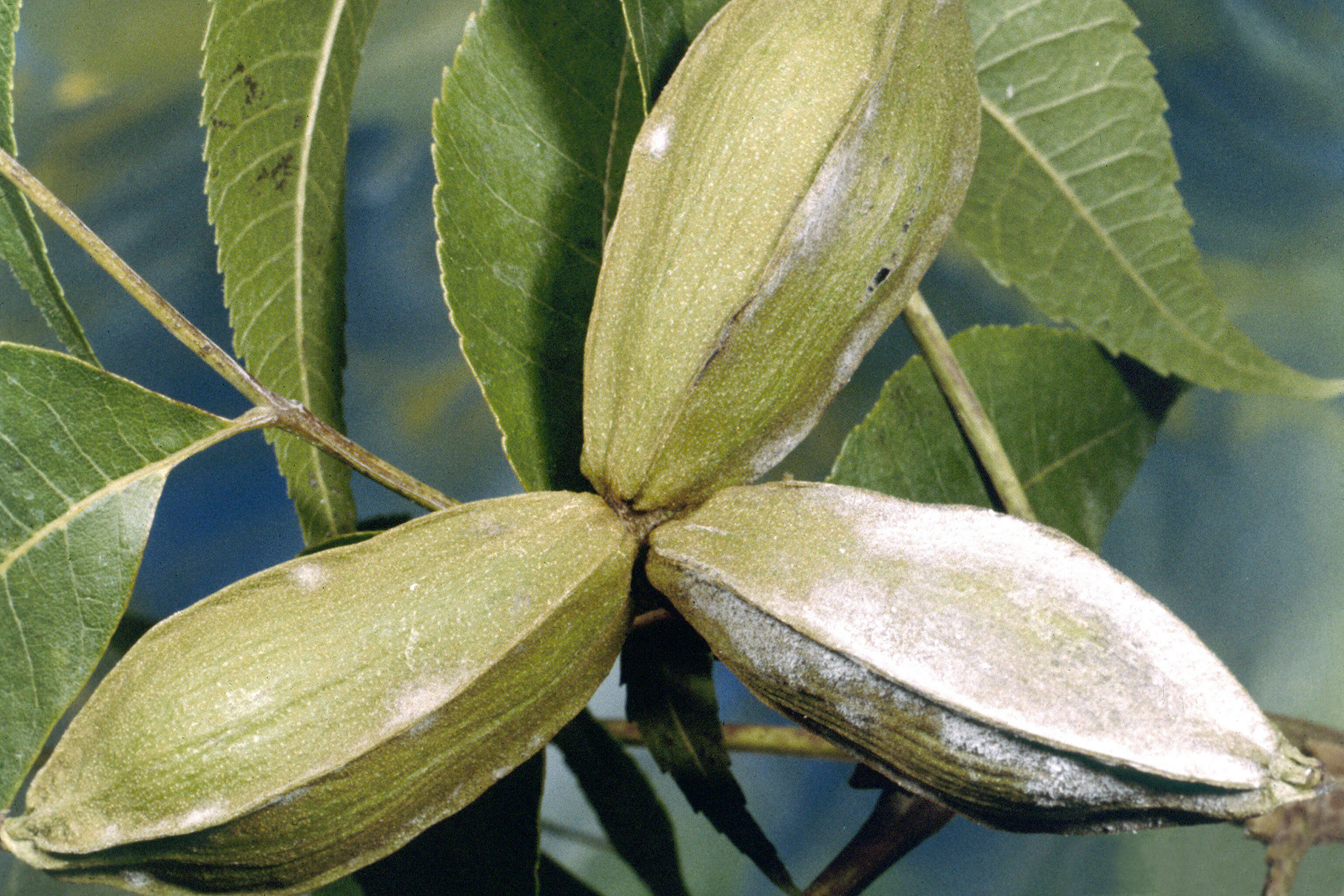 Image of Carya illinoinensis