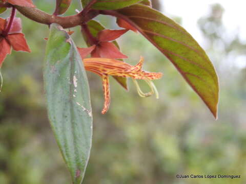 Image of Columnea schiedeana Schltdl.