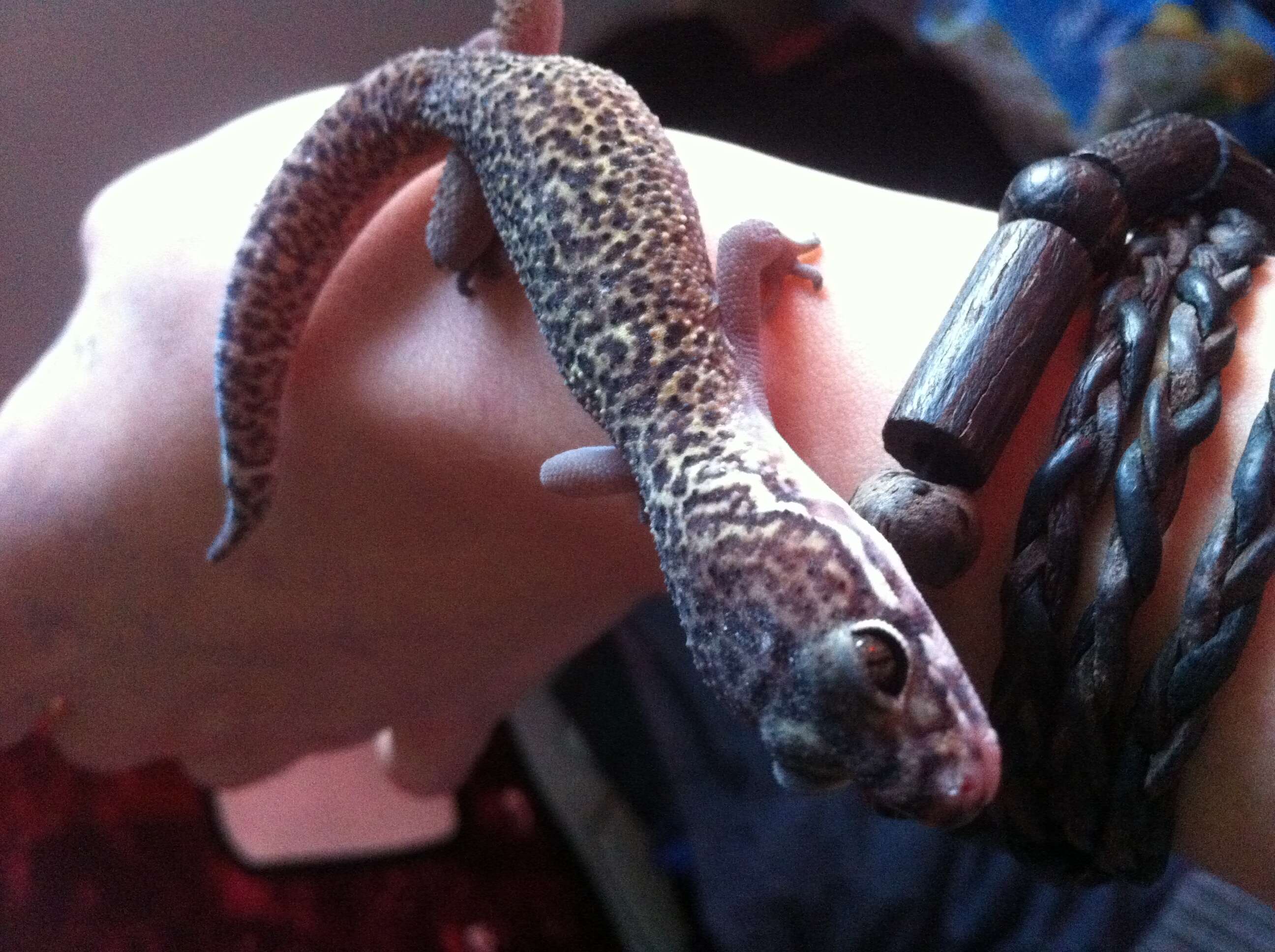 Image of Central American Banded Gecko