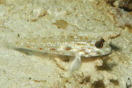 Imagem de Fusigobius melacron (Randall 2001)