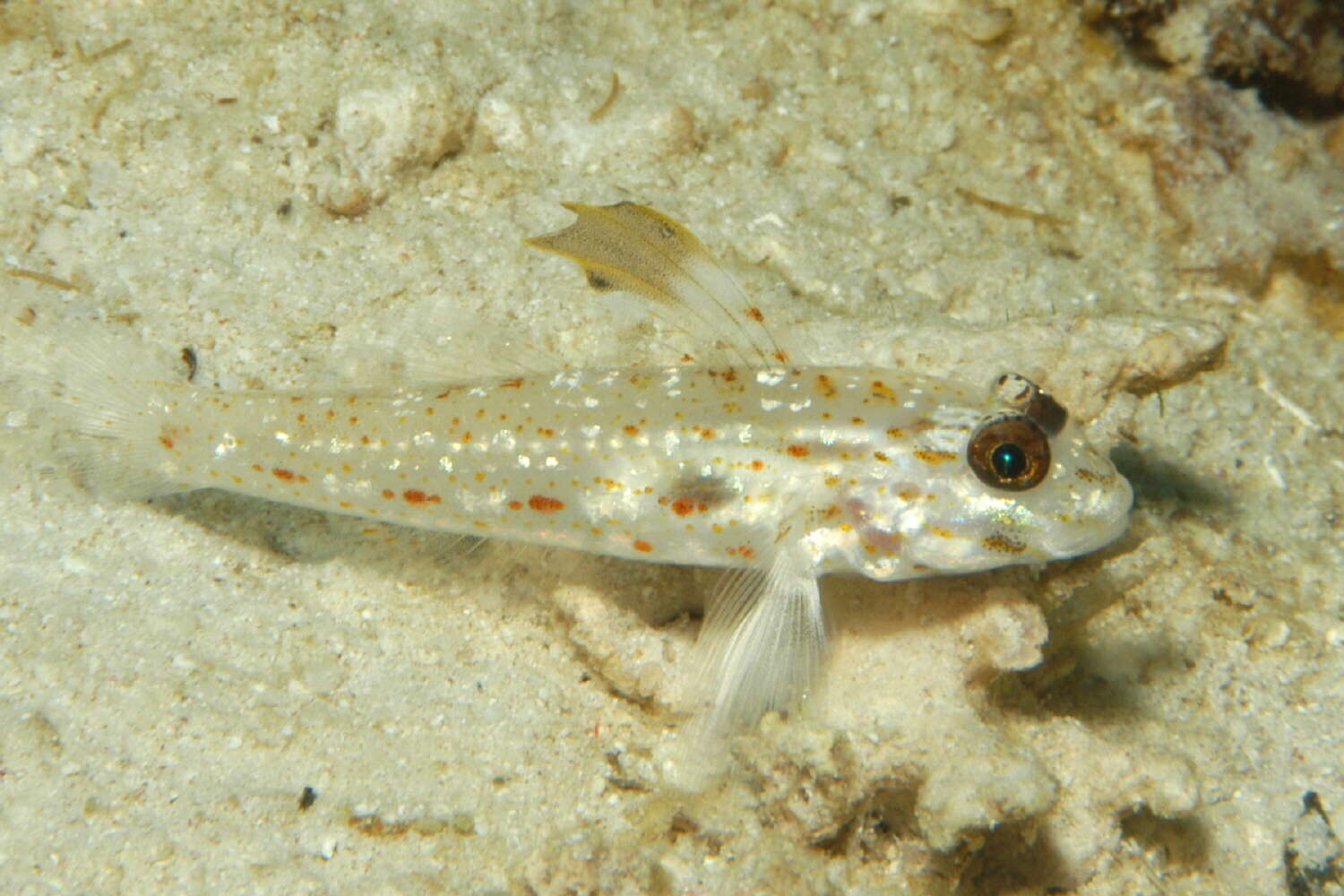 Fusigobius melacron (Randall 2001) resmi