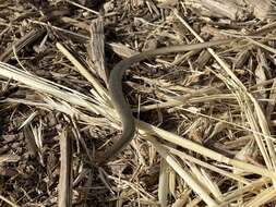 Image of Günther's Cylindrical Skink