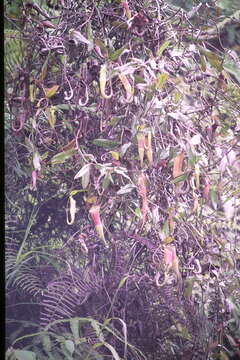 Nepenthes sanguinea Lindl. resmi