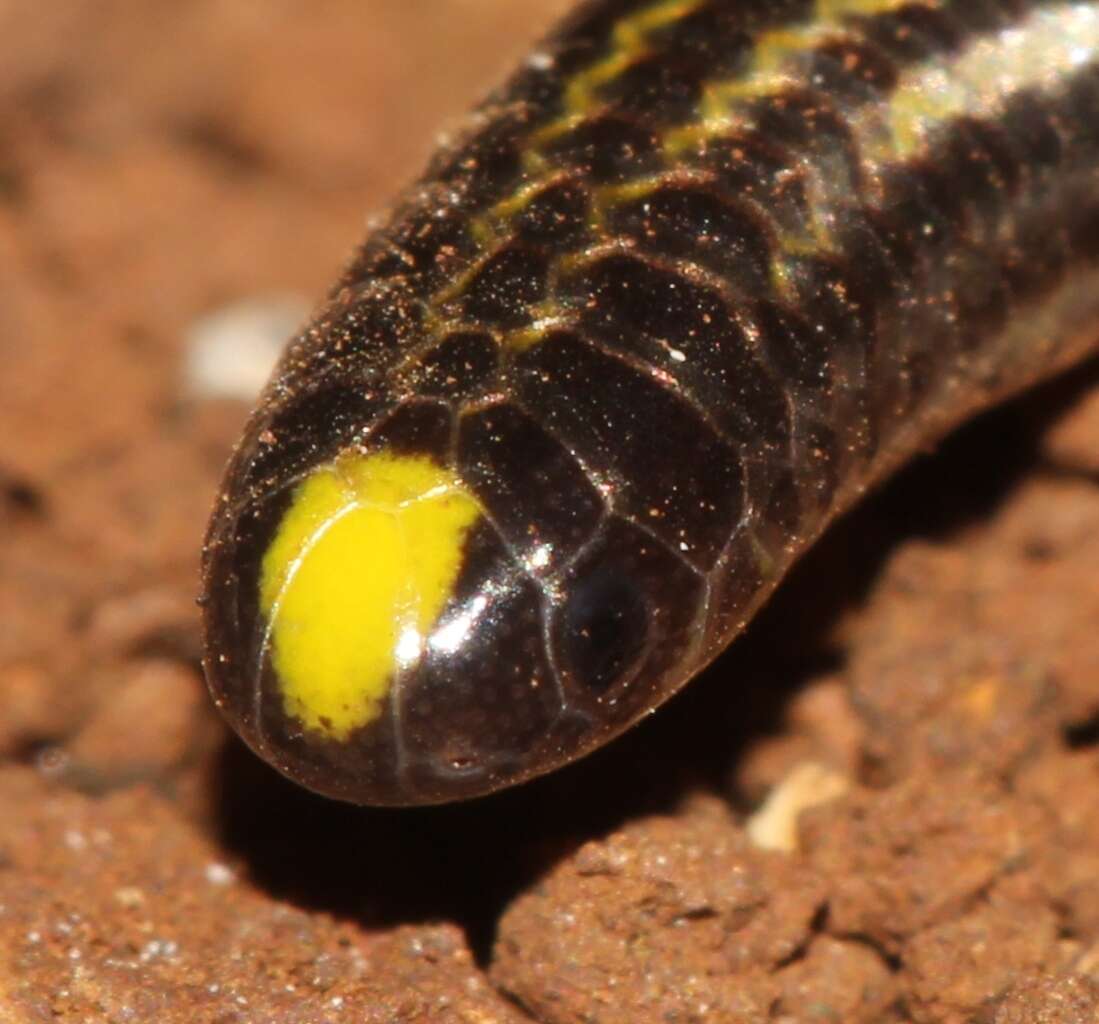 Image of Black Blind Snake