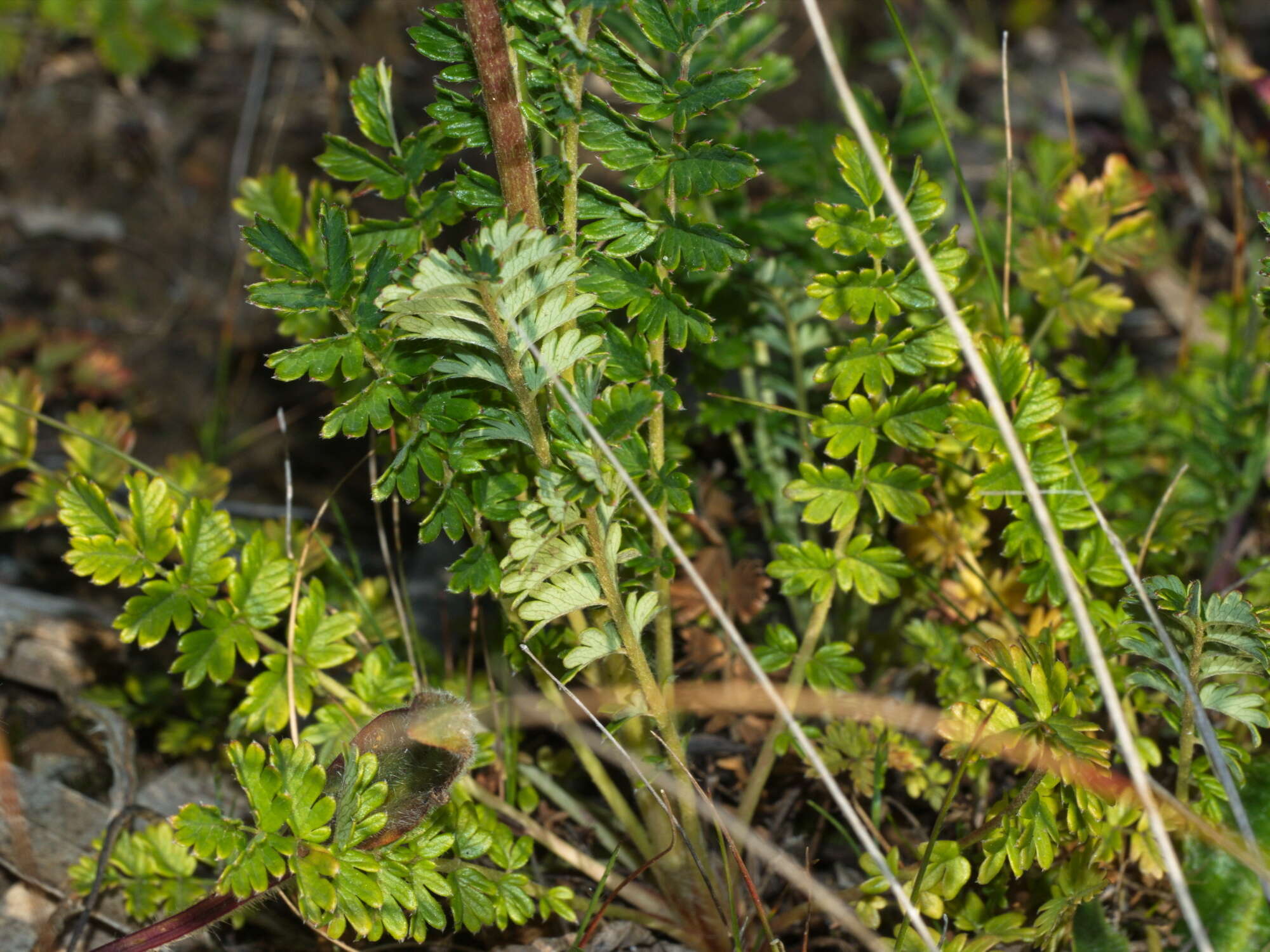 Image of Acaena echinata Nees