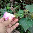 Image of Hibiscus costatus A. Rich.