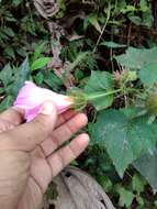 Image of Hibiscus costatus A. Rich.