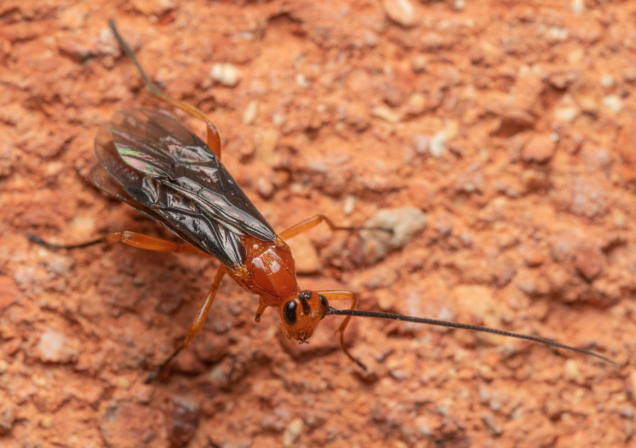 Image of Aleiodes politiceps (Gahan 1917)