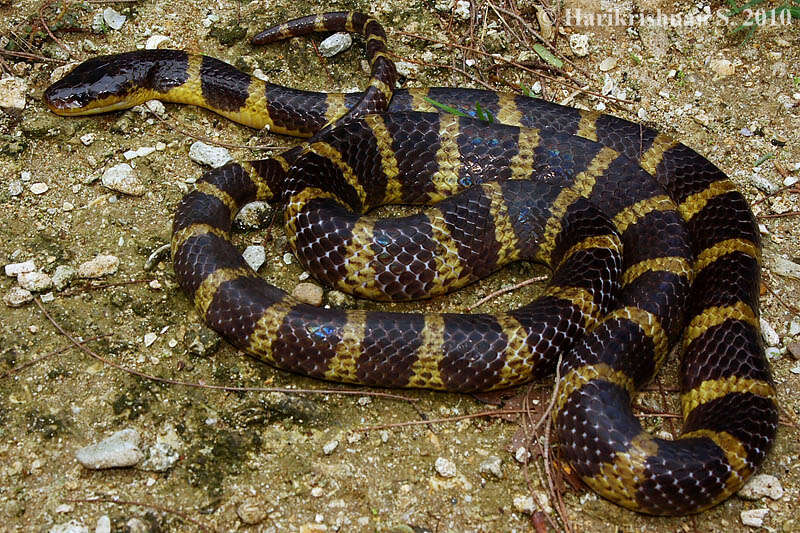 Image of Andaman's Krait