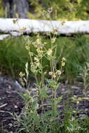 Image of Mirabilis ovata (Ruiz & Pav.) Meigen