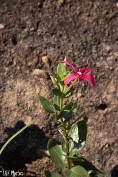 Image of Catharanthus ovalis Markgr.