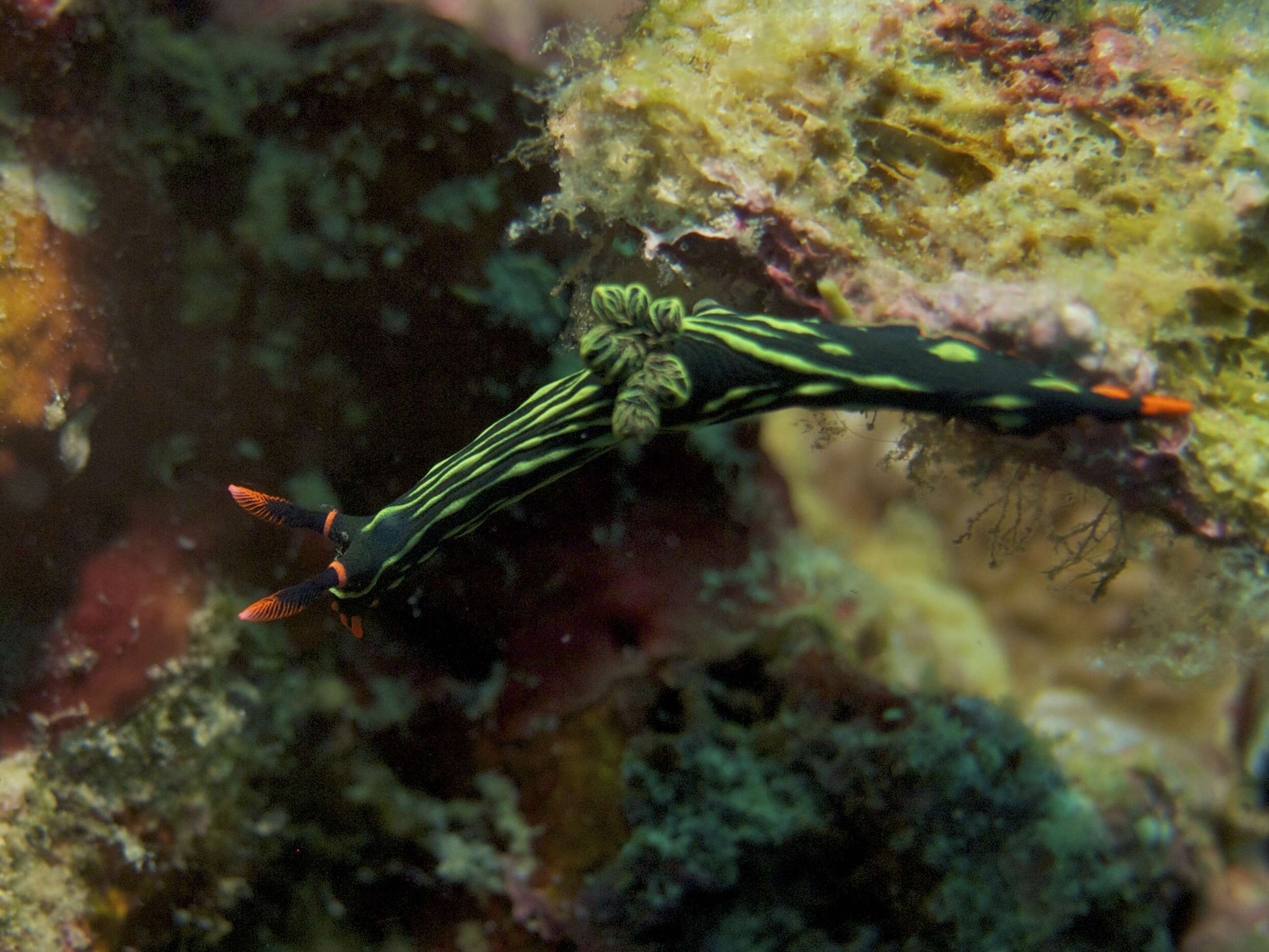 Image of Dusky green spot orange gill black slug