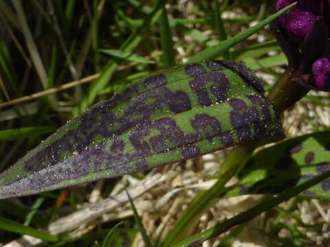 Image de Dactylorhiza aristata (Fisch. ex Lindl.) Soó