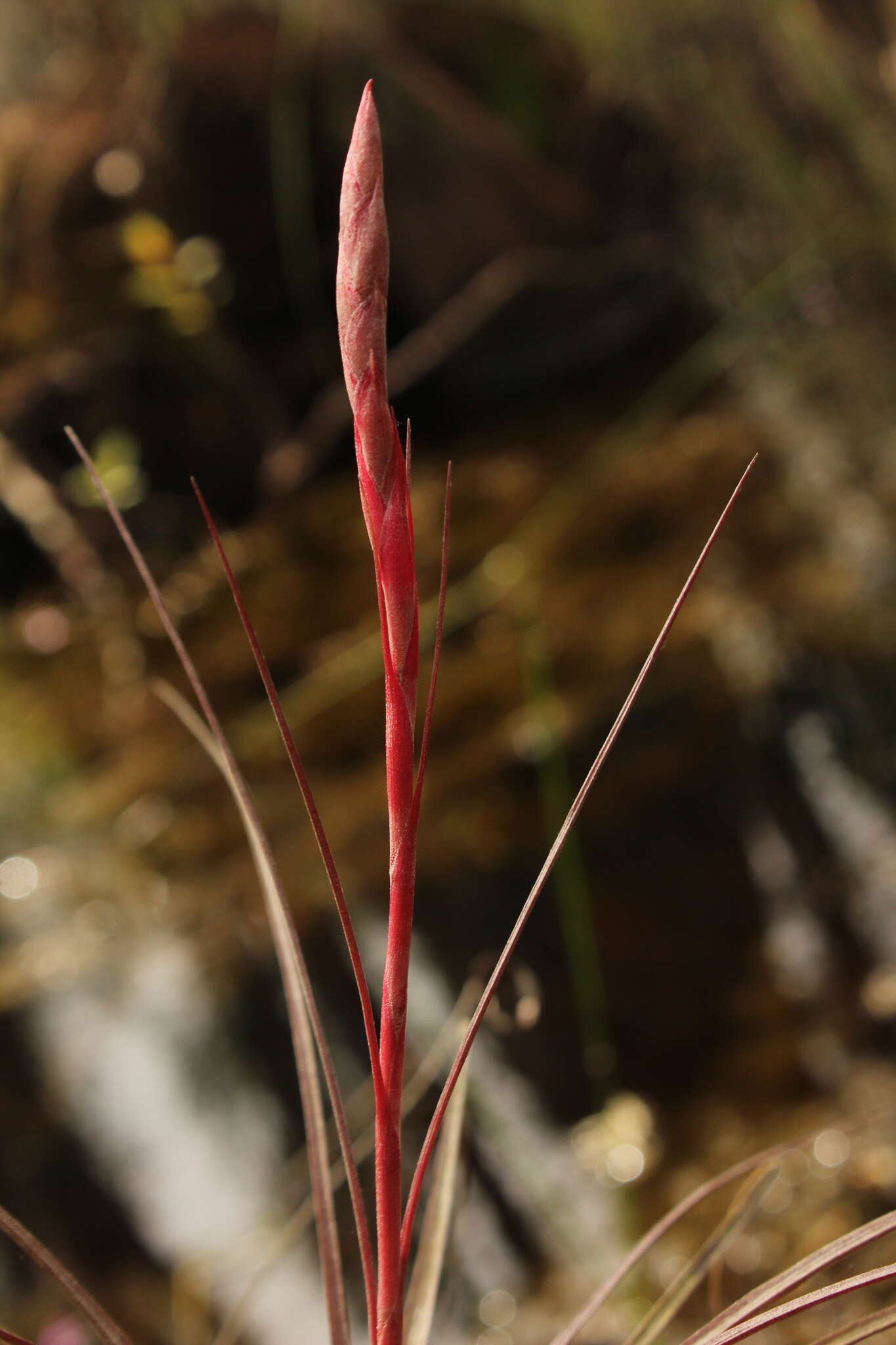 Image of Manatee River airplant