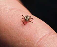 Image of American dog tick