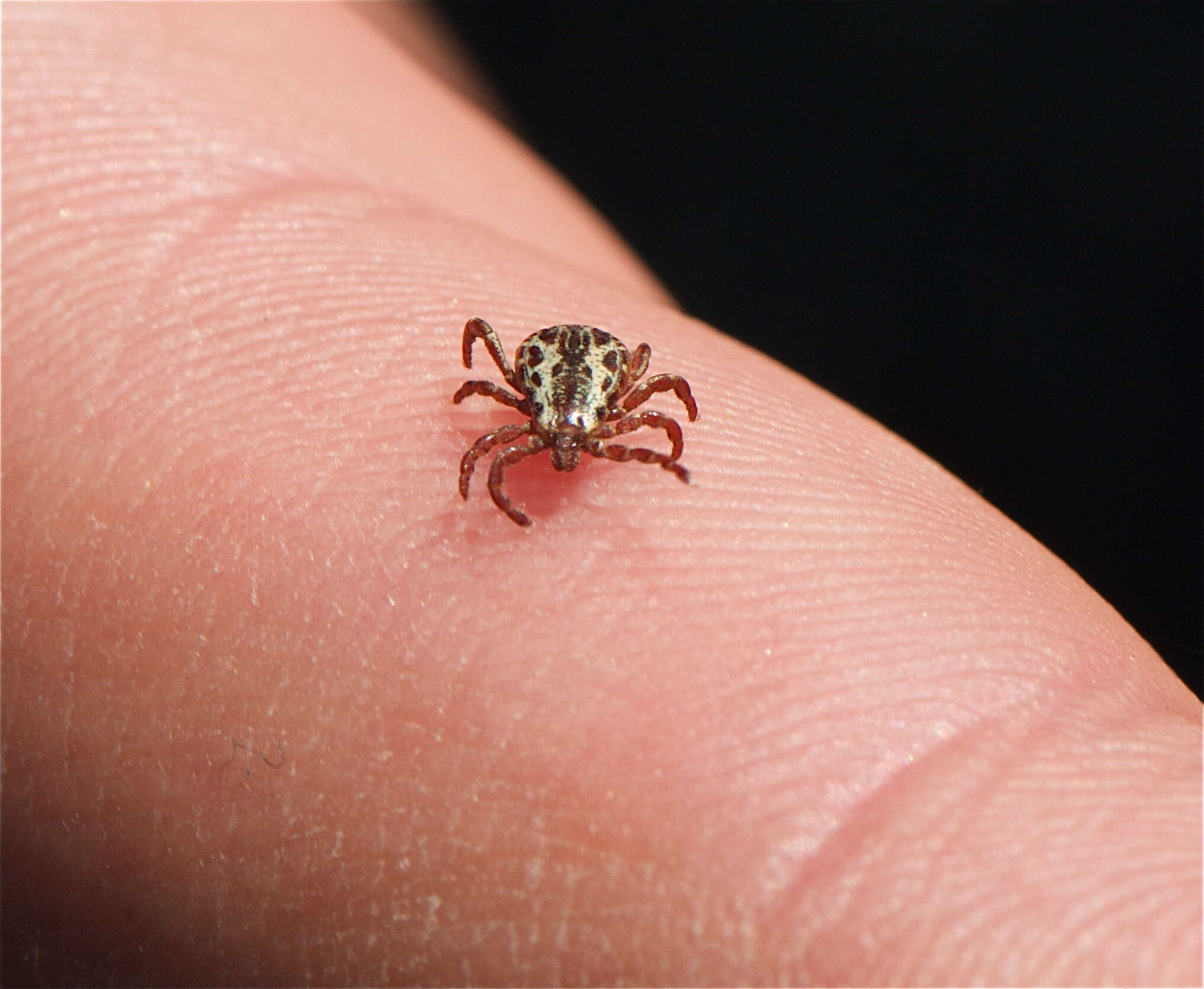 Image of American dog tick